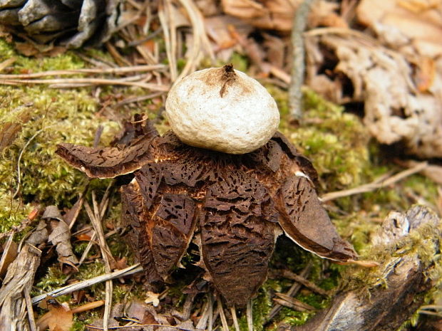 hviezdovka Geastrum sp.