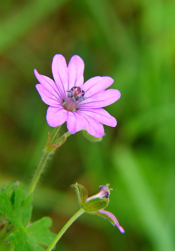 pakost pyrenejský Geranium pyrenaicum