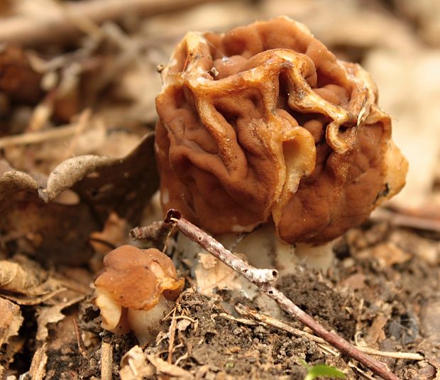 ušiak obrovský Gyromitra gigas (Krombh.) Cooke