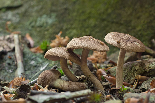 vláknica plstnatá Inocybe lacera (Fr.) P. Kumm.