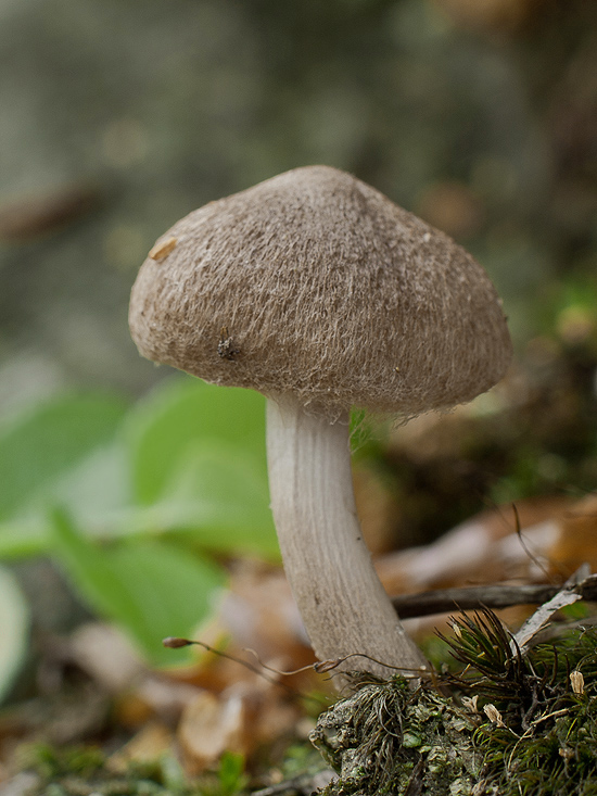 vláknica plstnatá Inocybe lacera (Fr.) P. Kumm.