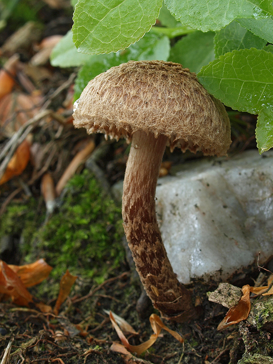 vláknica Inocybe sp.