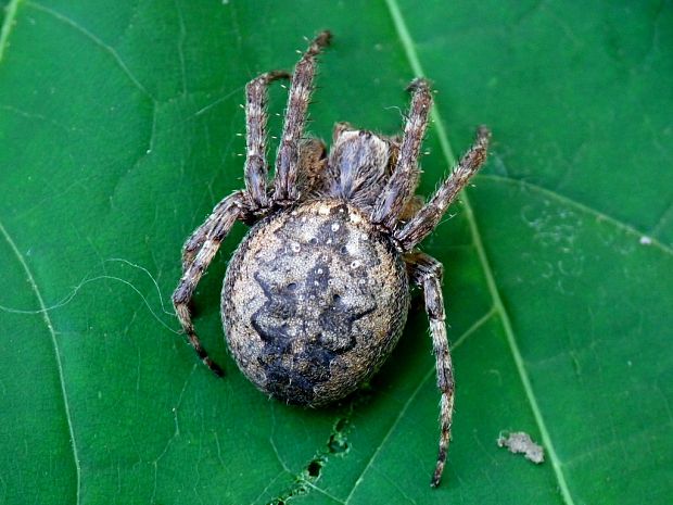 križiak  Larinioides cf.ixobulus