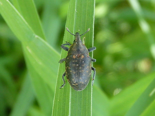 nosánik Larinus turbinatus