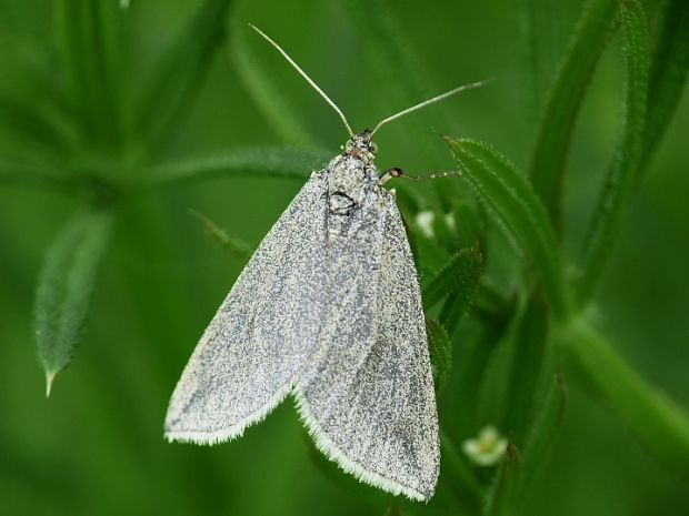 piadivka sivá Lithostege griseata