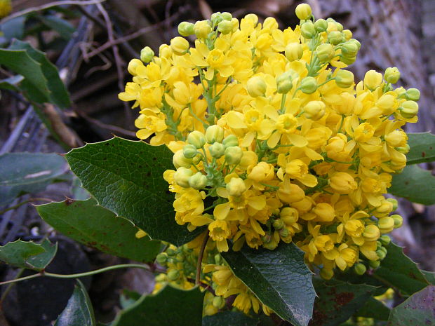 mahónia cezmínolistá Mahonia aquifolium (Pursh) Nutt.