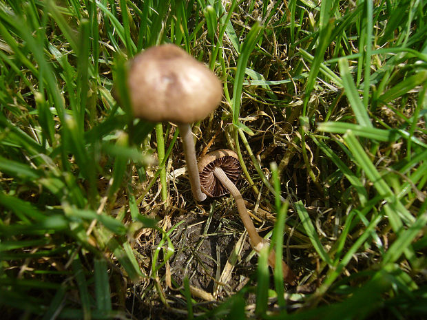 tanečnica poľná? Marasmius oreades (Bolton) Fr.