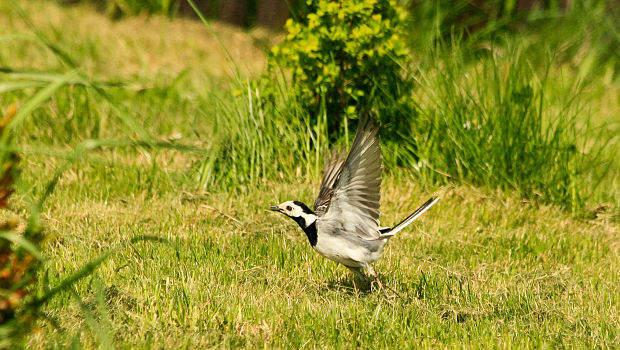 trasochvost biely Motacilla alba