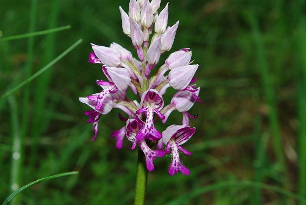 vstavač vojenský Orchis militaris L.