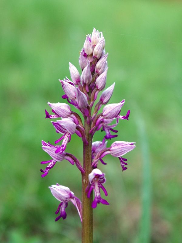 vstavač vojenský Orchis militaris L.