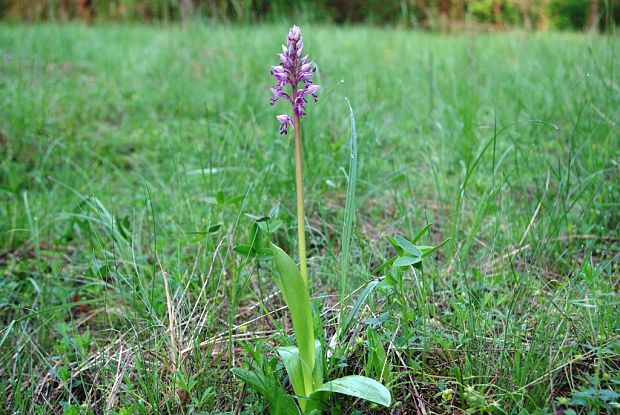 vstavač vojenský Orchis militaris L.