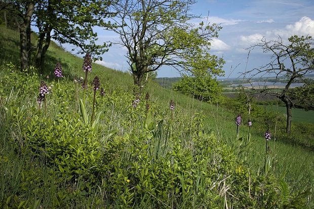 vstavač purpurový Orchis purpurea Huds.