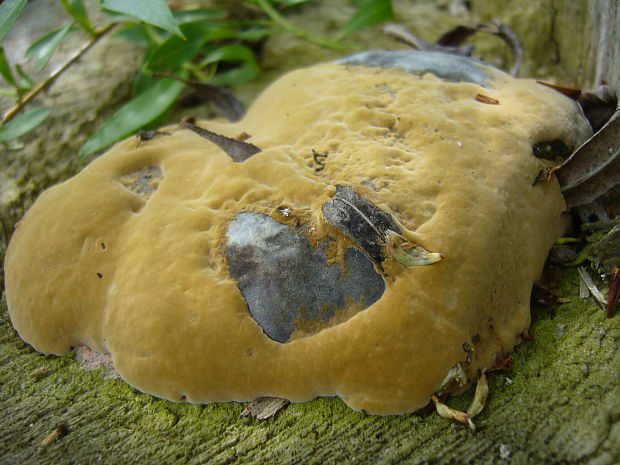 ohňovec? Phellinus sp.