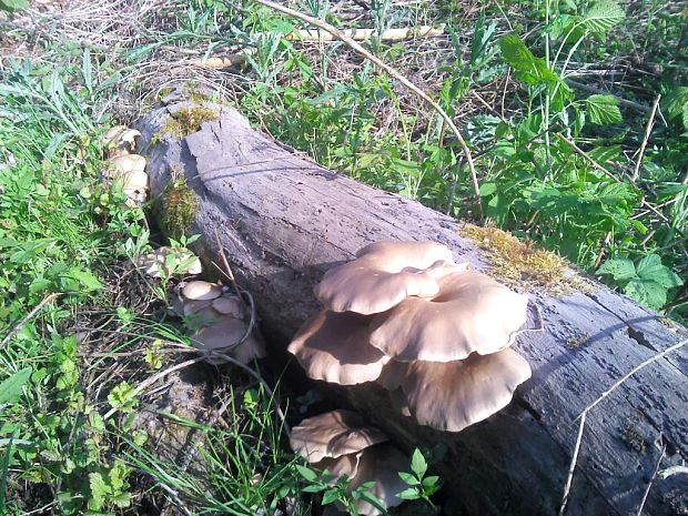 hliva lievikovitá Pleurotus cornucopiae (Paulet) Rolland