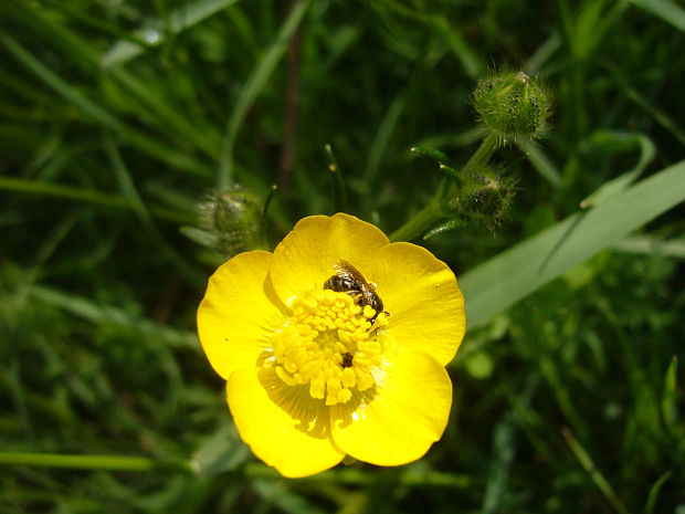 iskerník Ranunculus sp.