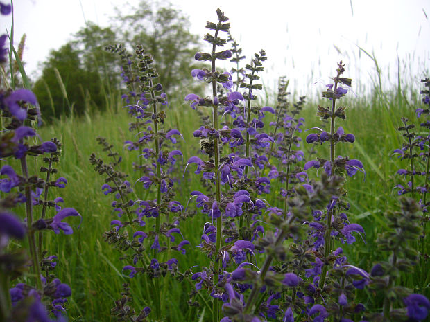 šalvia lúčna Salvia pratensis L.