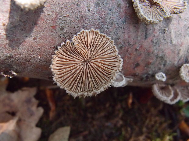 klanolupeňovka obyčajná Schizophyllum commune Fr.