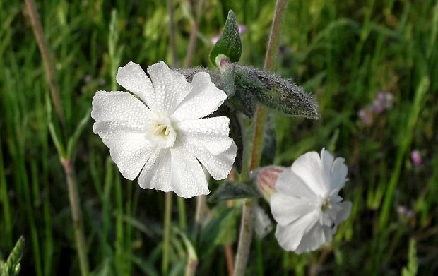 silenka biela pravá Silene latifolia subsp. alba (Mill.) Greuter et Burdet