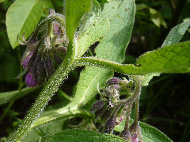 kostihoj lekársky Symphytum officinale L.