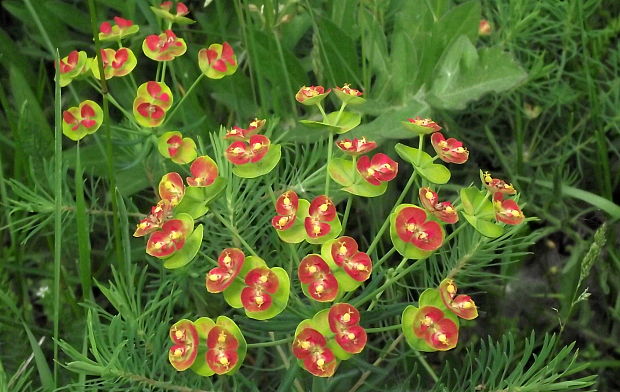 mliečnik chvojkový Tihymalus cyparissias