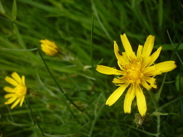 kozobrada  Tragopogon sp. L.