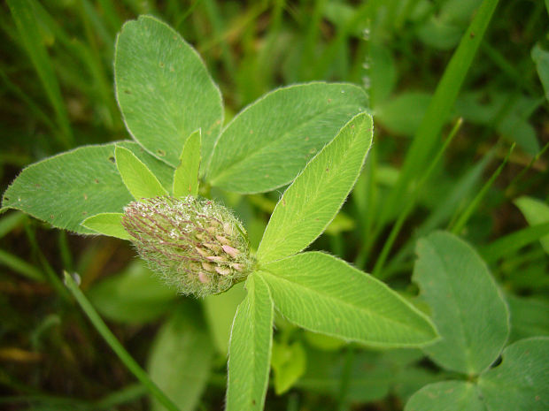 ďatelina alpská Trifolium alpestre L.