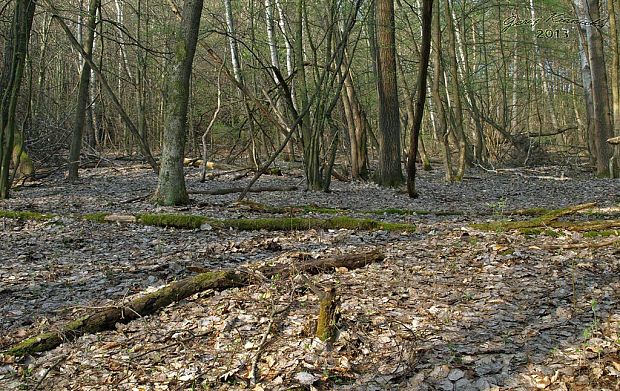 Biotop smrčka kužeľovitého