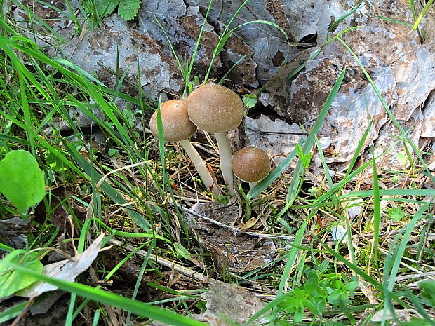 drobuľka vodomilná   Psathyrella piluliformis (Bull.) P.D. Orton