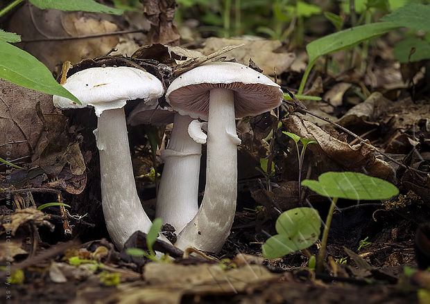 pečiarka Agaricus sp.