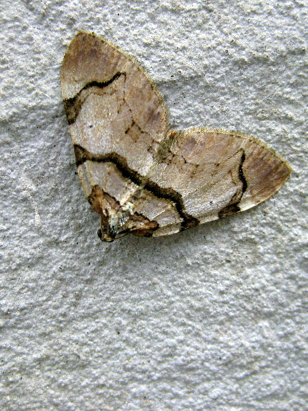 piadivka fialová  Anticlea derivata