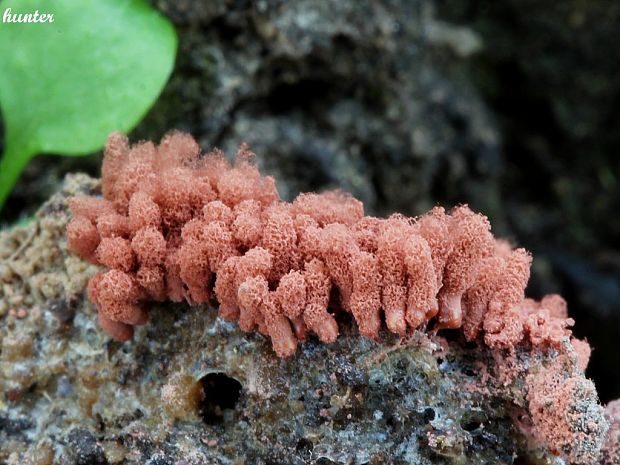 mištička Arcyria sp.