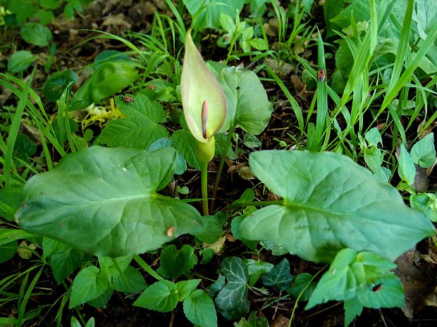 áron alpský Arum alpinum Schott et Kotschy