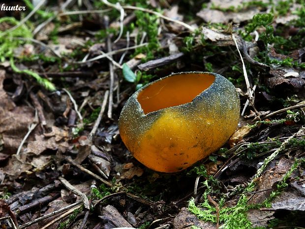 pohárovka ohnivá Caloscypha fulgens (Pers.) Boud.