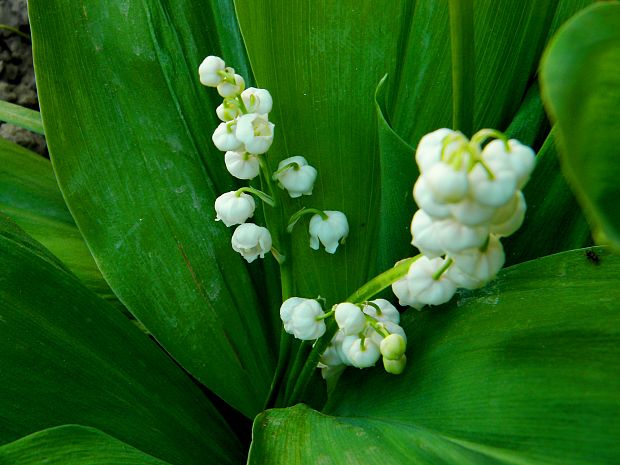 konvalinka voňavá Convallaria majalis L.