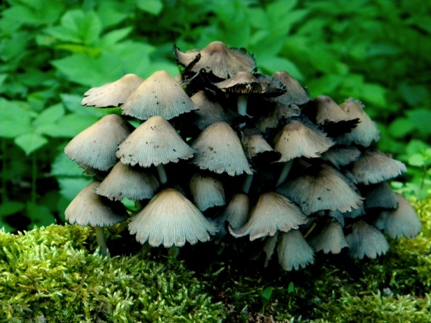 hnojník lesný Coprinus silvaticus Peck