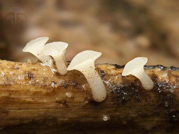 vodnička obyčajná Cudoniella clavus (Alb. & Schwein.) Dennis