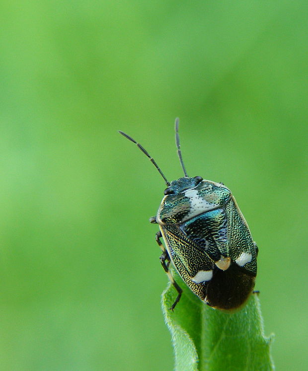 bzdocha kapustova Eurydema oleraceum