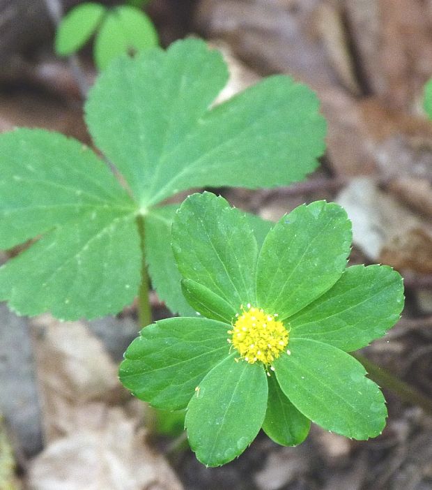 hviezdnatec čemericový Hacquetia epipactis (Scop.) DC.