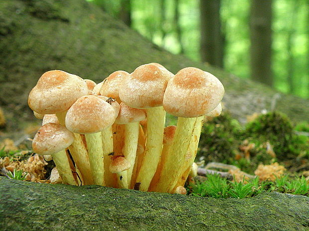 strapcovka zväzkovitá Hypholoma fasciculare (Huds.) P. Kumm.