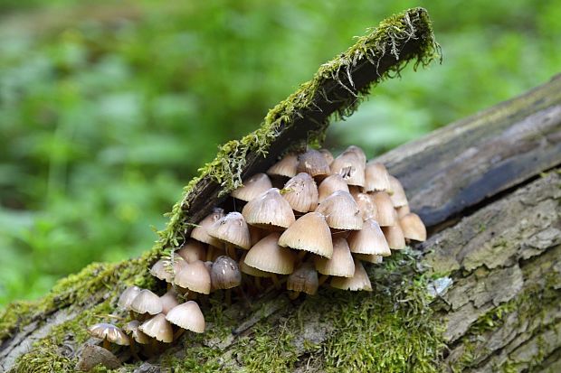 prilbička žltohlúbiková Mycena renati Quél.