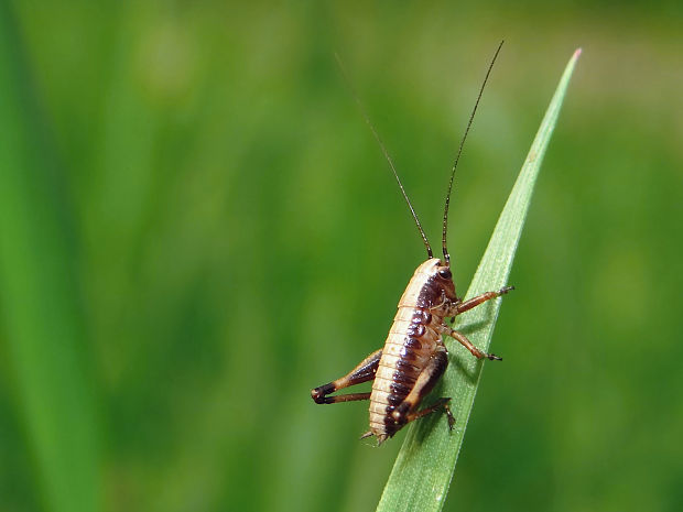 kobylka hnedkastá Pholidoptera griseoaptera