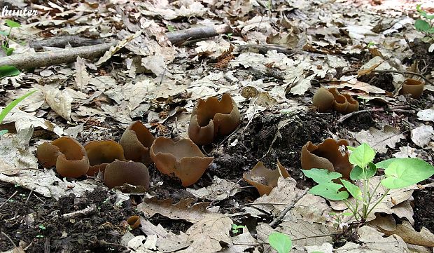 čiaška podvojná Phylloscypha phyllogena (Cooke) Van Vooren