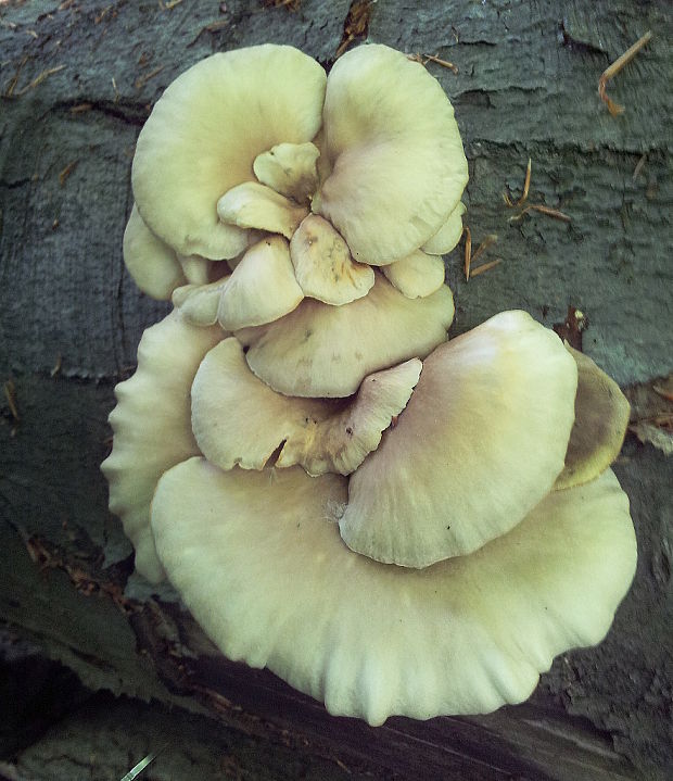 hliva buková Pleurotus pulmonarius (Fr.) Quél.