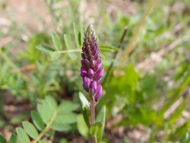 horčinka väčšia Polygala major Jacq.