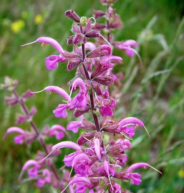 šalvia lúčna Salvia pratensis L.