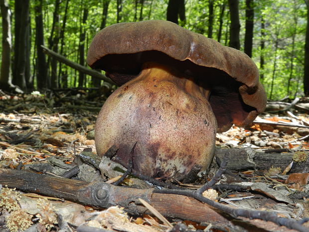 hríb zrnitohlúbikový Sutorius luridiformis (Rostk.) G. Wu & Zhu L. Yang