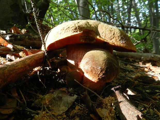 hríb zrnitohlúbikový Sutorius luridiformis (Rostk.) G. Wu & Zhu L. Yang