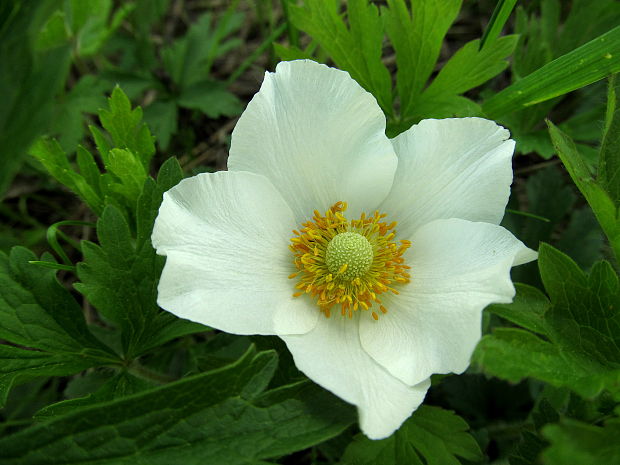 veternica lesná Anemone sylvestris L.