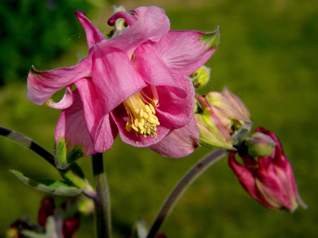 orlíček obyčajný Aquilegia vulgaris L.