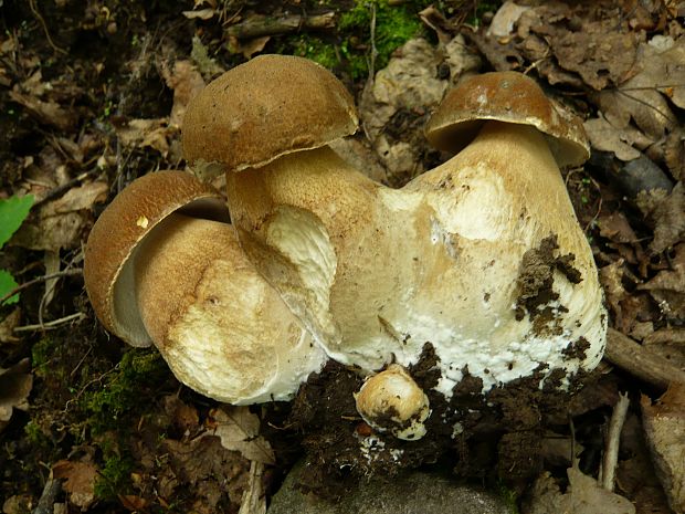 hríb dubový Boletus reticulatus Schaeff.